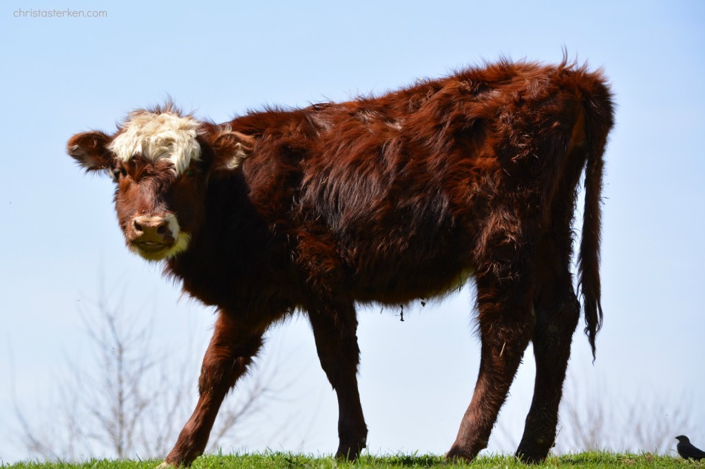 Photography {sweet baby cows}