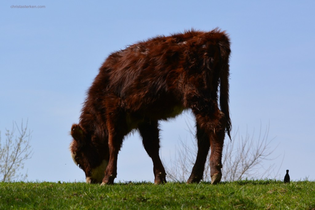 Photography {sweet baby cows}