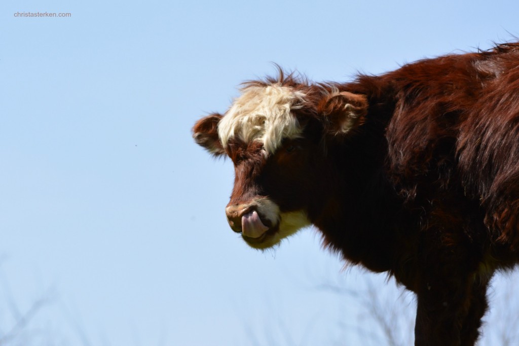 baby cow licking his face