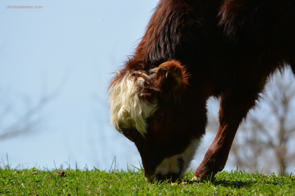 calf grazing in spring