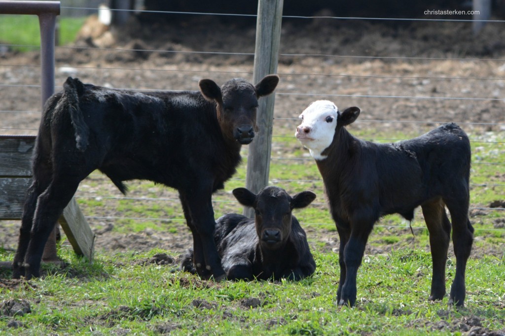 baby cows in spring