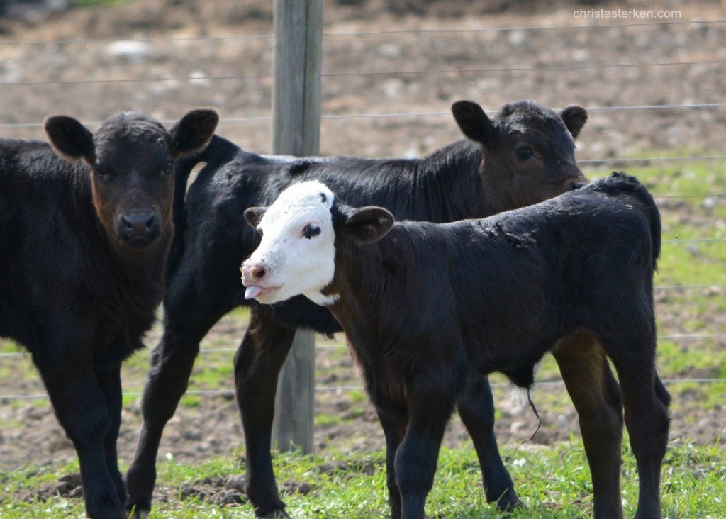 Photography {sweet baby cows}