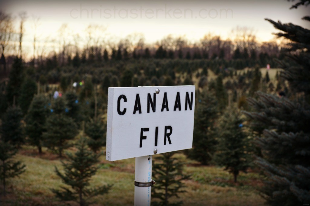 Christmas tree farm