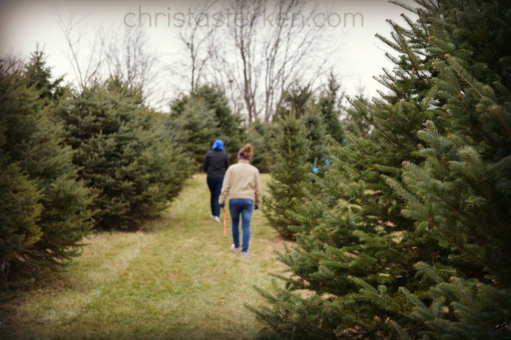 christmas tree farm